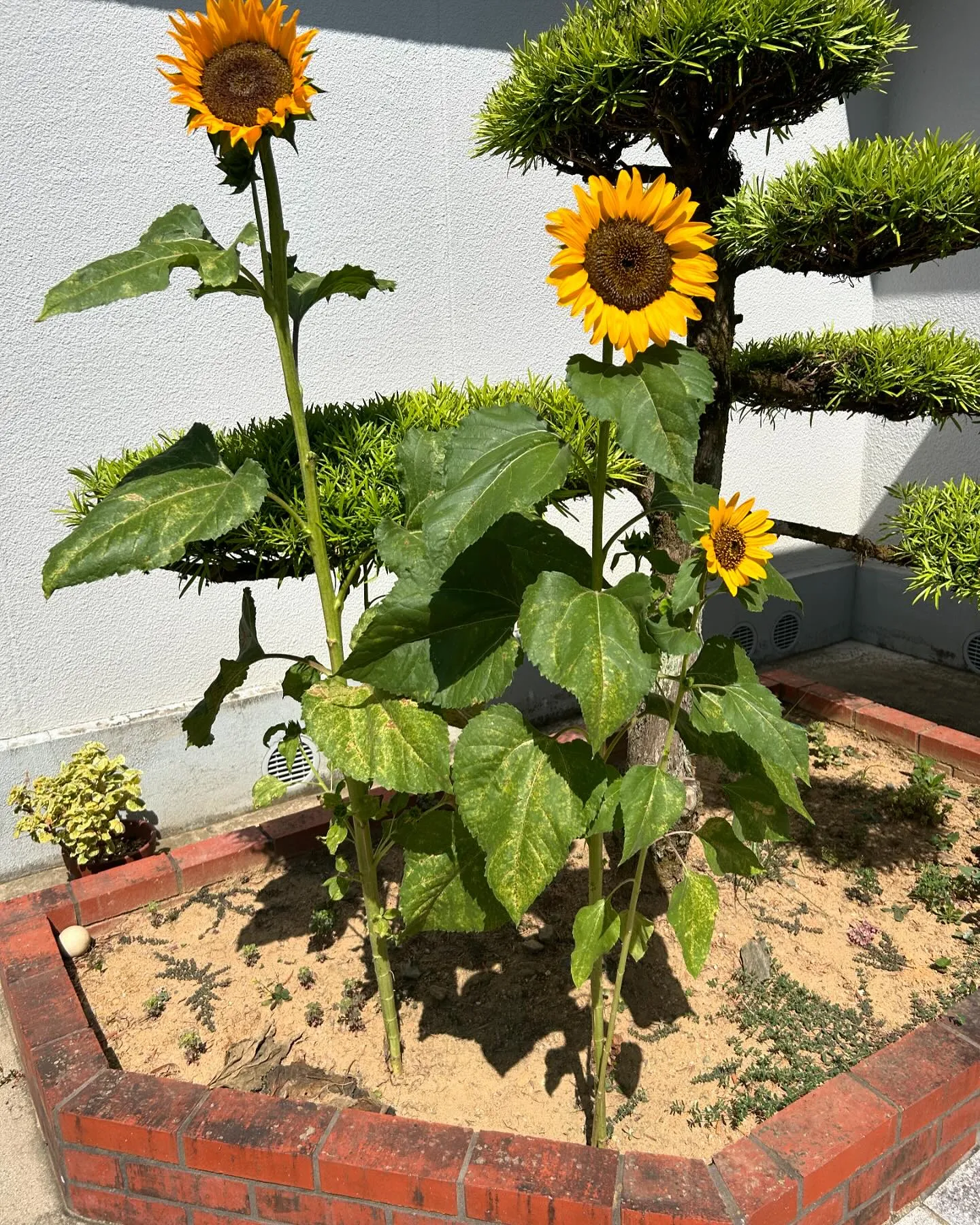 【🌻ひまわりの絆プロジェクト🌻】